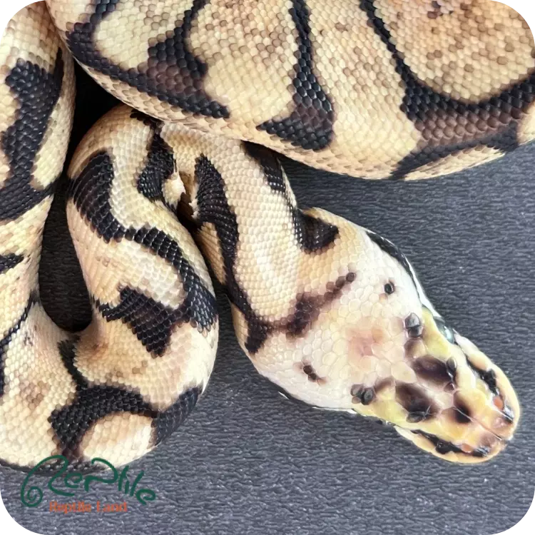 بال پیتون بی (Bee)