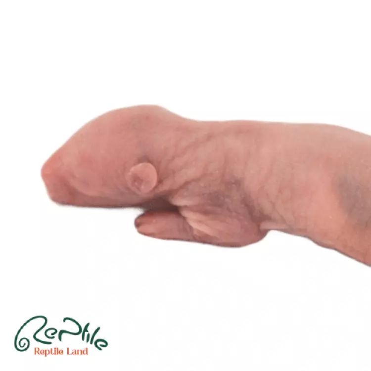 موش رت پینکی 5 عددی (Pinky Rat Frozen Mice)