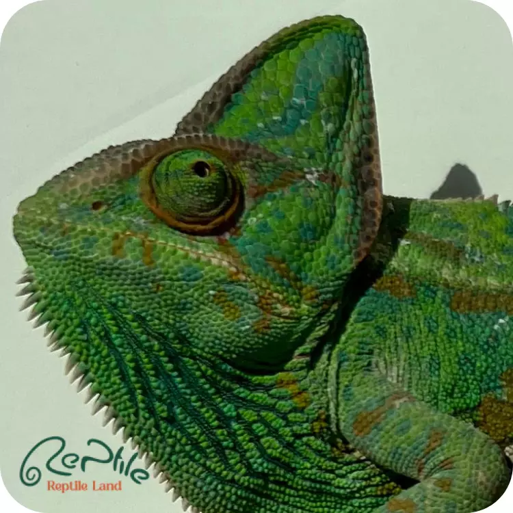 آفتاب پرست بالغ ماده (Veiled Chameleon Adult Female )