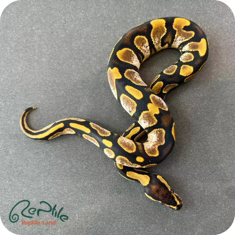 بال پیتون شوگر (Sugar)