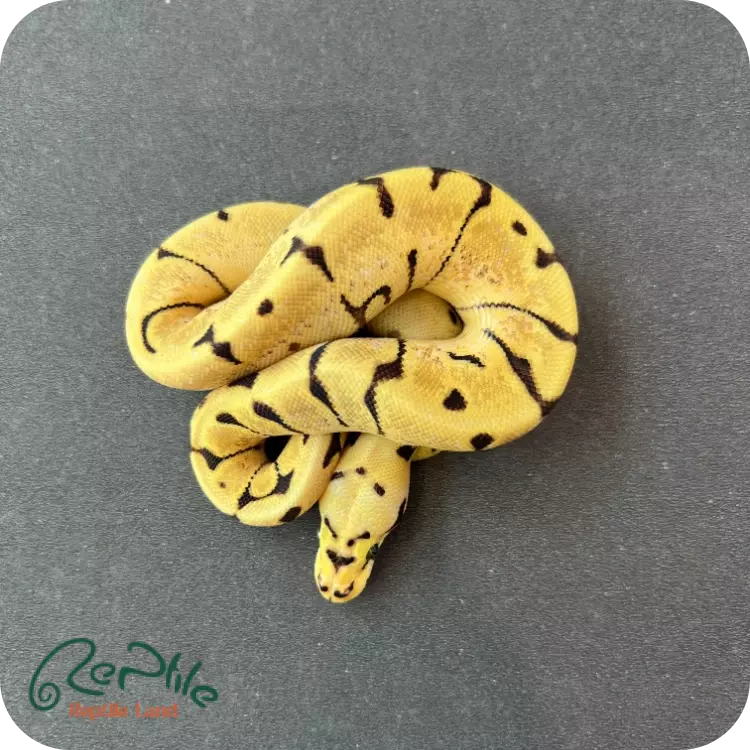 بال پیتون انچی بی (Enchi Bee)