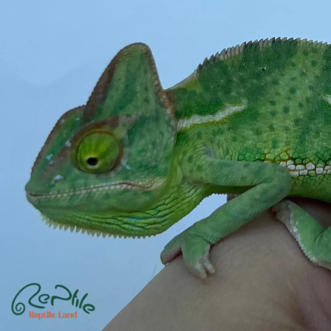 آفتاب پرست جوان ماده (Veiled Chameleon Female Juvenile)