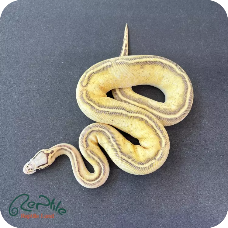 بال پیتون پاستل فایر فری وی (Pastel Fire Freeway)