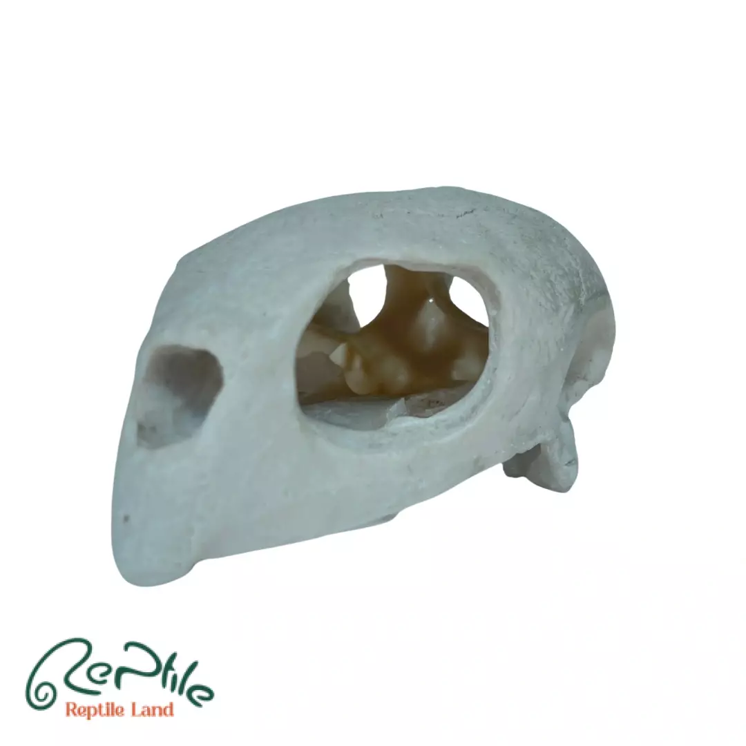 جمجمه لاکپشت (Turtle Skull)