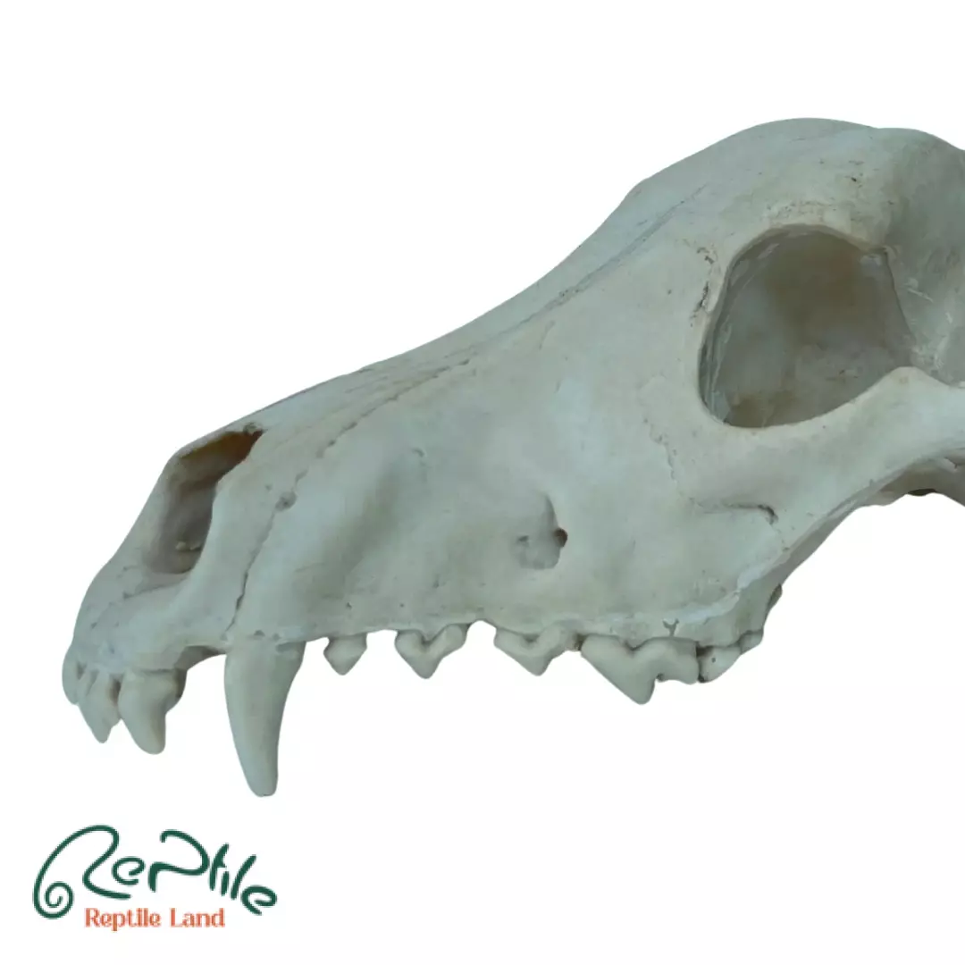  جمجمه گرگ (Wolf Skull)
