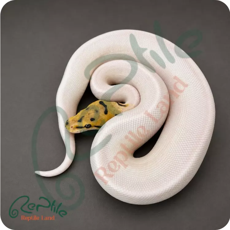 بال پیتون بی پاید (Bee Pied)