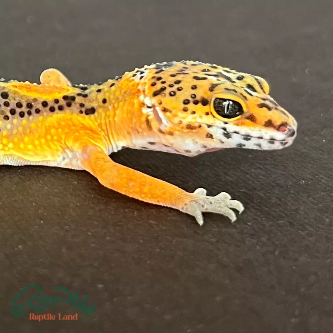 لئوپارد گکو جوان (Leopard Gecko Juvenile)