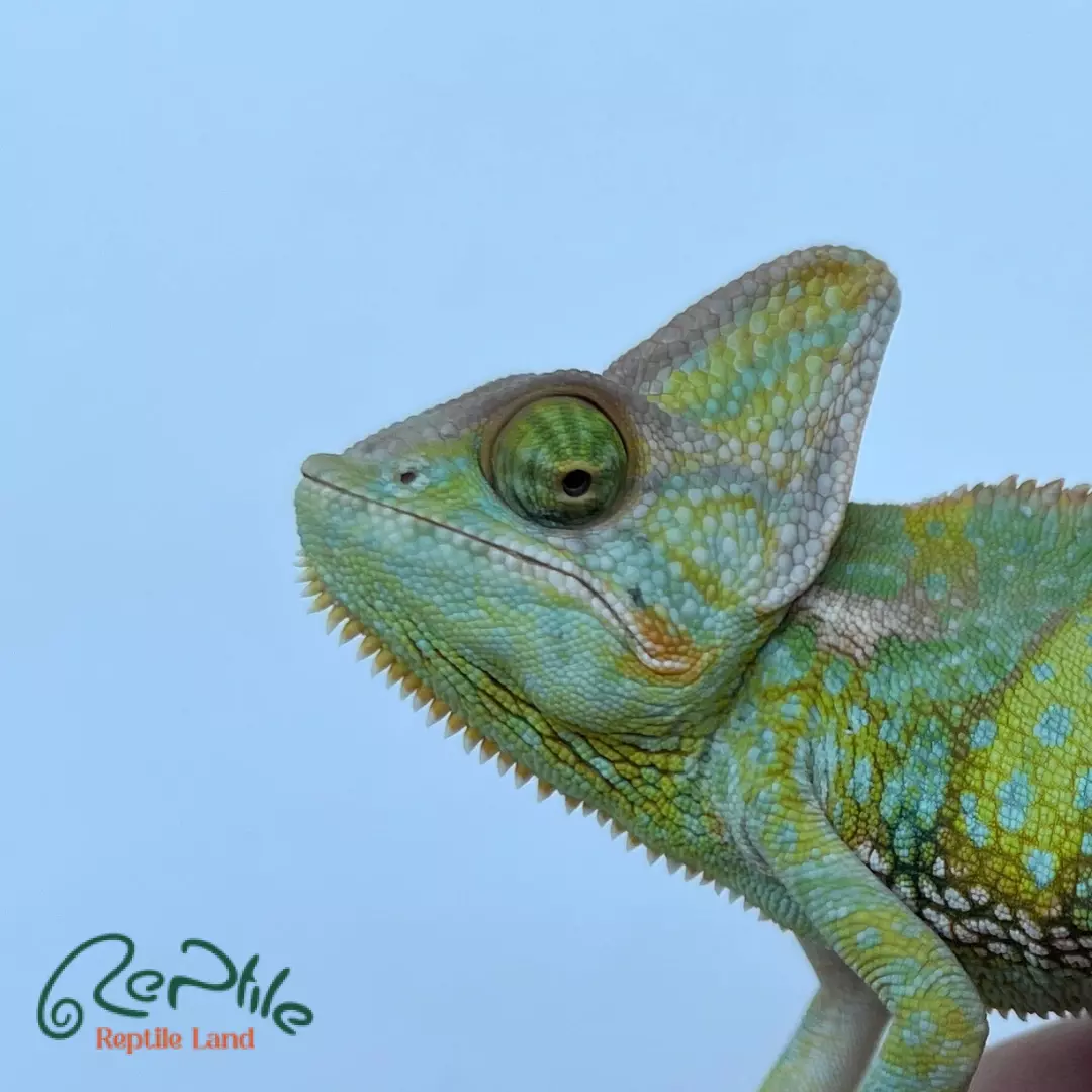آفتاب پرست جوان نر (Veiled Chameleon Male Juvenile)