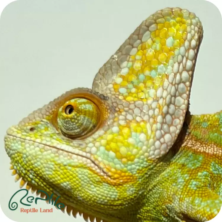 آفتاب پرست جوان نر (Veiled Chameleon Male Juvenile)