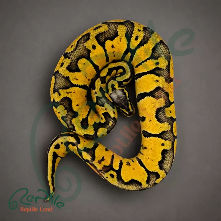 بال پیتون پاستل اورنج دریم (Pastel Orange Dream)