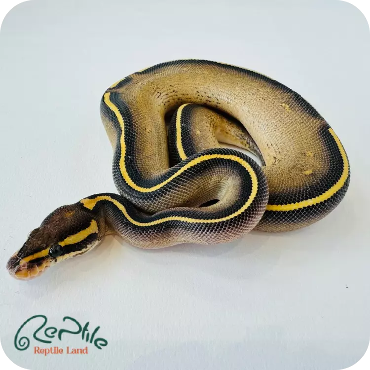 بال پیتون بلک پاستل فری وی (Black Pastel Freeway)