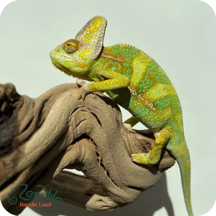 آفتاب پرست جوان نر (Veiled Chameleon Male Juvenile)