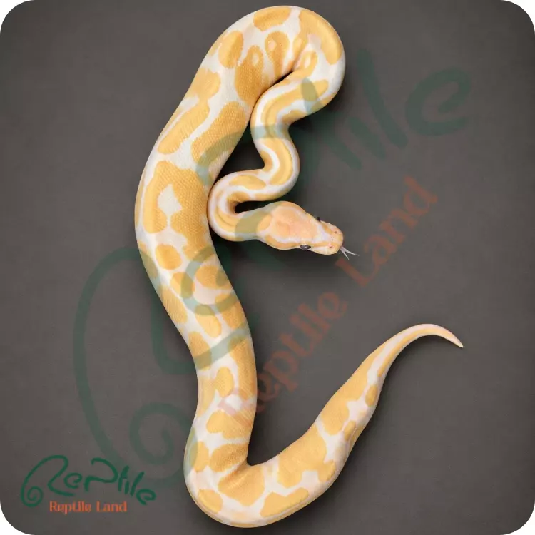 بال پیتون آلبینو (Albino)