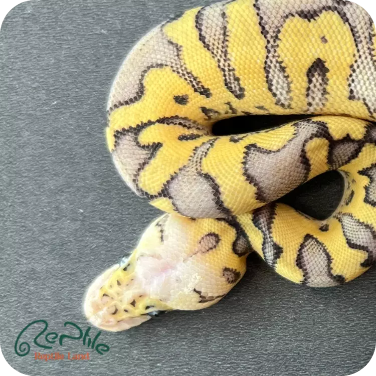 بال پیتون سوپر پاستل کلاون (Super Pastel Clown)