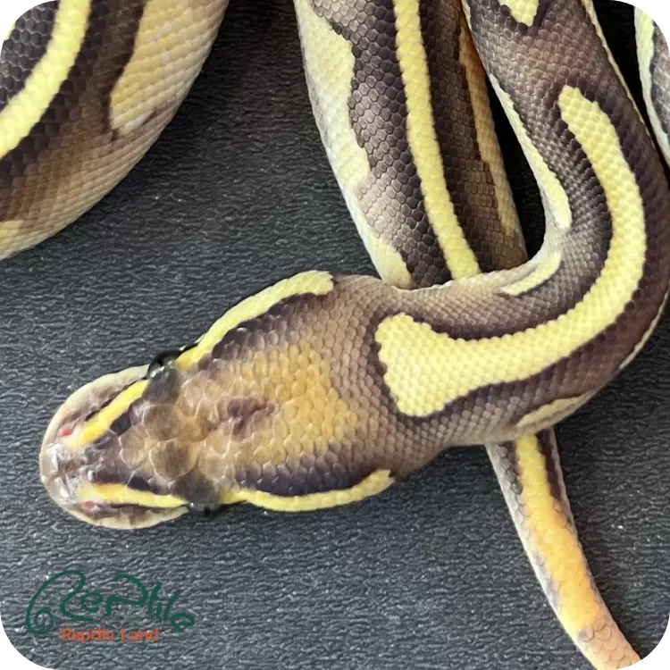 بال پیتون فایر پاستل لسر (Fire Pastel Lesser)