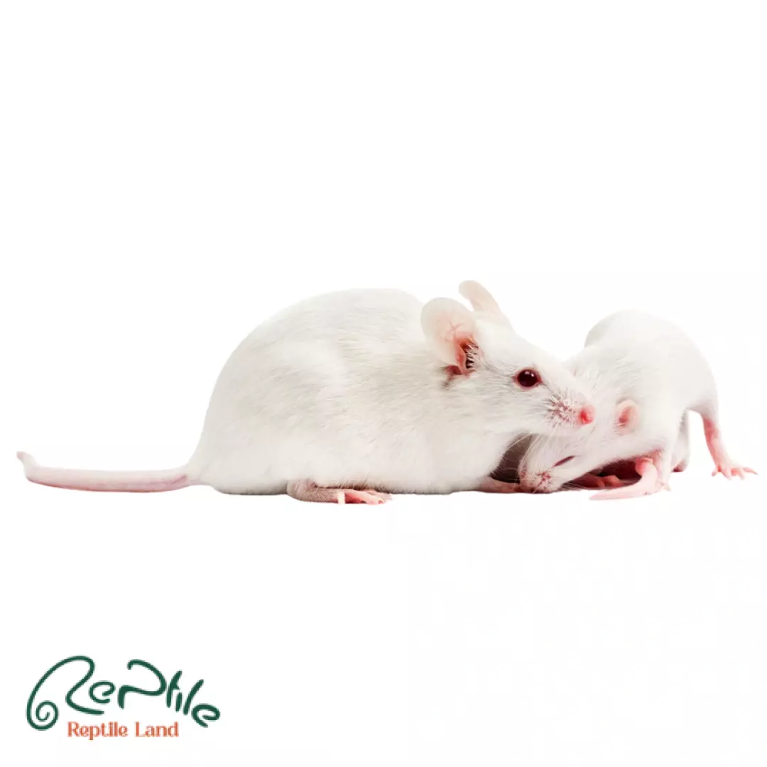  موش سوری بالغ 5 عددی (Adult Frozen Mice)