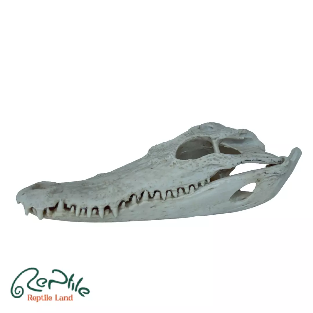 جمجمه کروکودیل سیامی (Siamese Crocodile Skull)