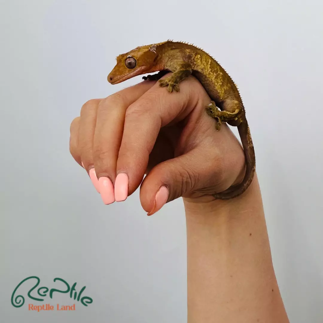 کرستد گکو نر بالغ (Crested Gecko Adult Male)
