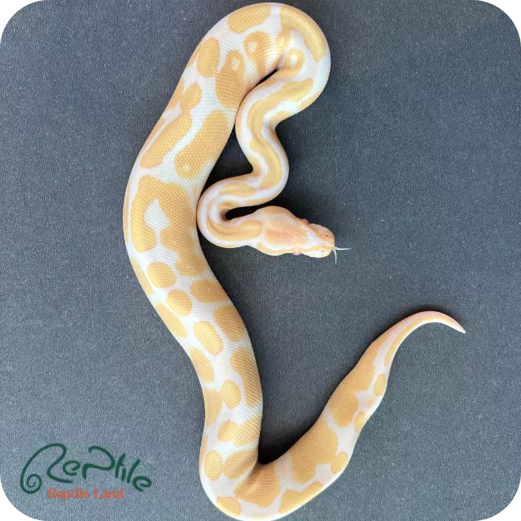 بال پیتون آلبینو (Albino)