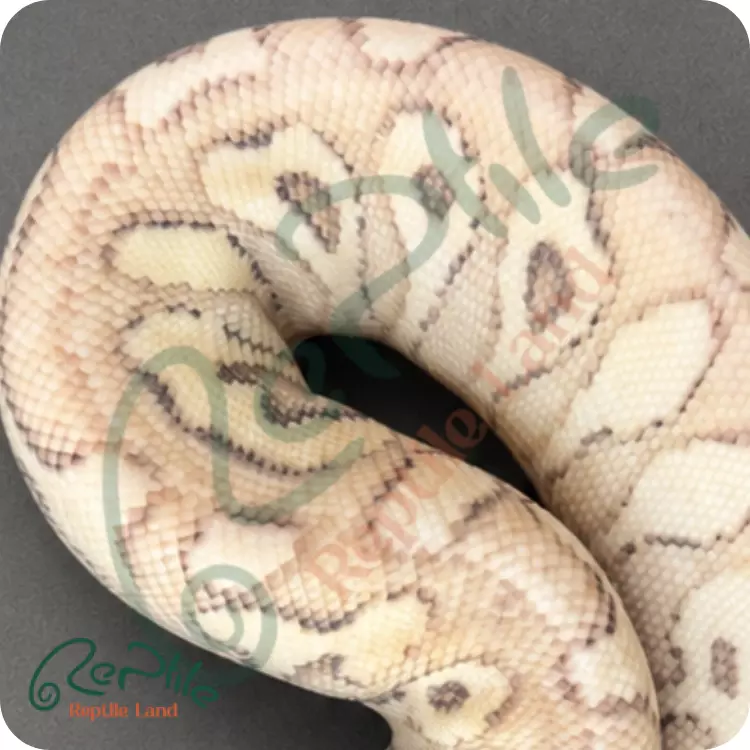 بال پیتون سوپر پاستل لسر (Super Pastel Lesser)