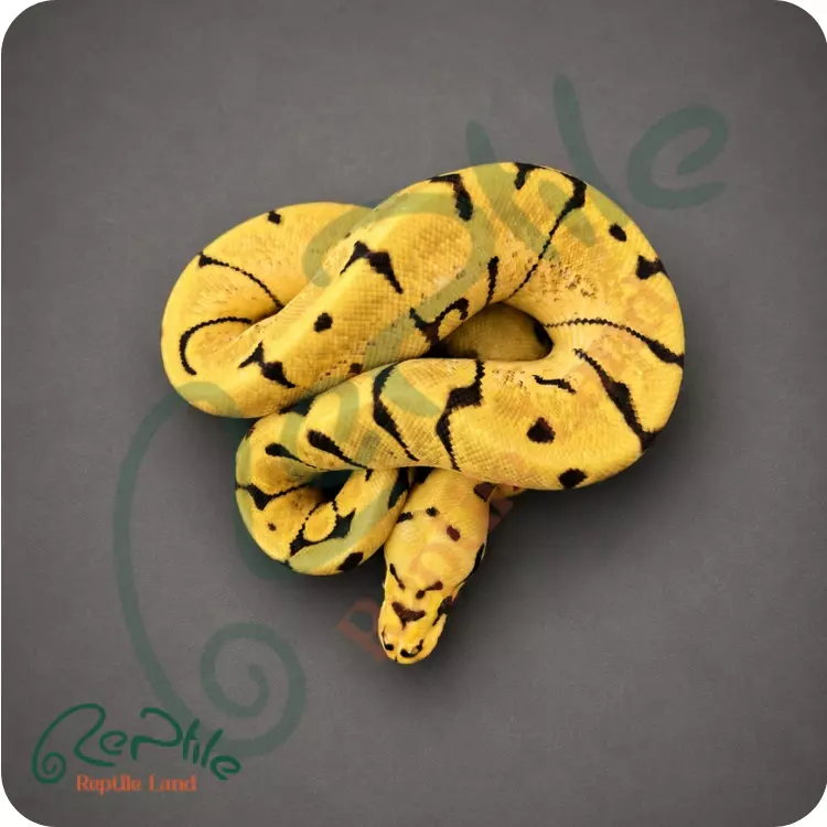 بال پیتون انچی بی (Enchi Bee)