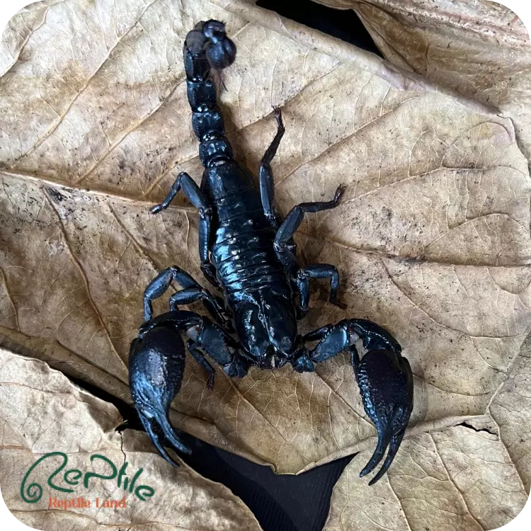 عقرب ایشین فارست (Asian Forest)