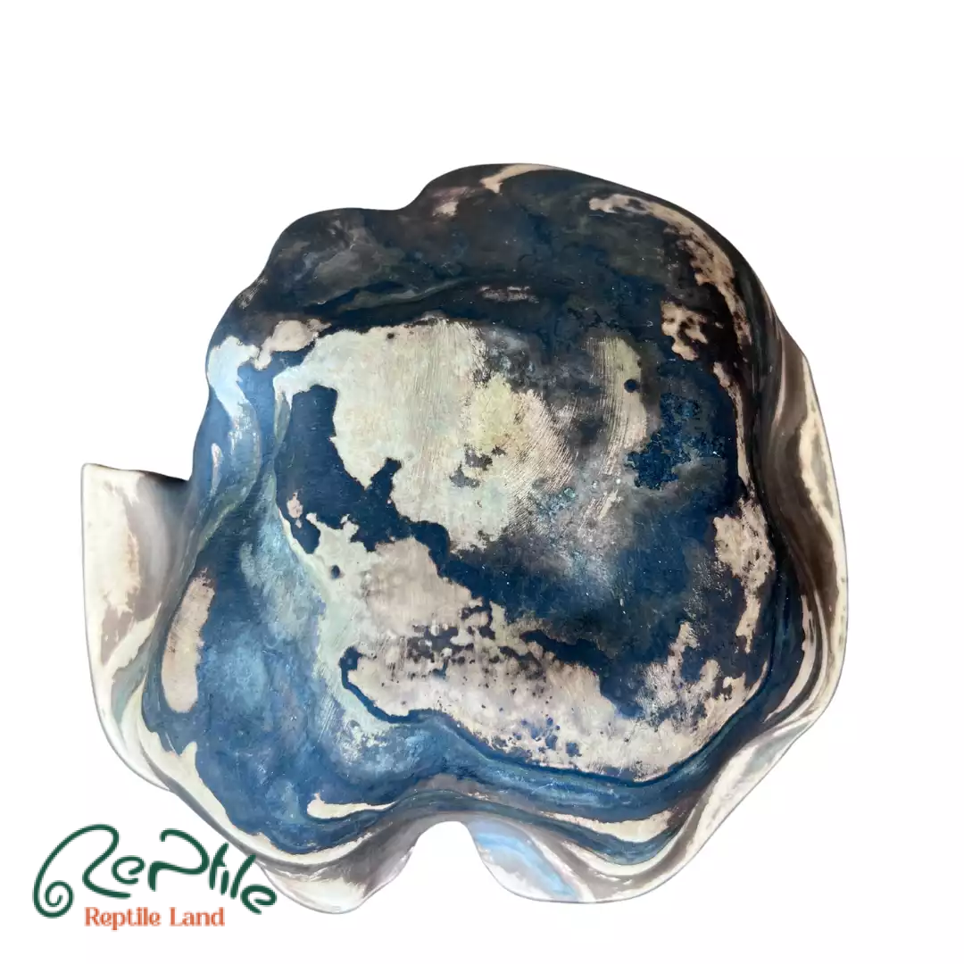 هاید سفالی خزندگان