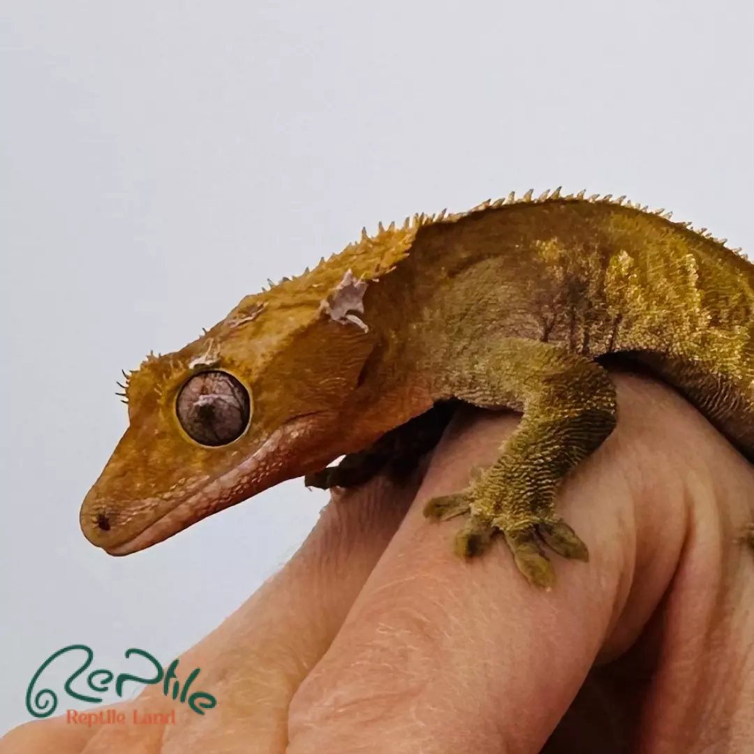 کرستد گکو نر بالغ (Crested Gecko Adult Male)