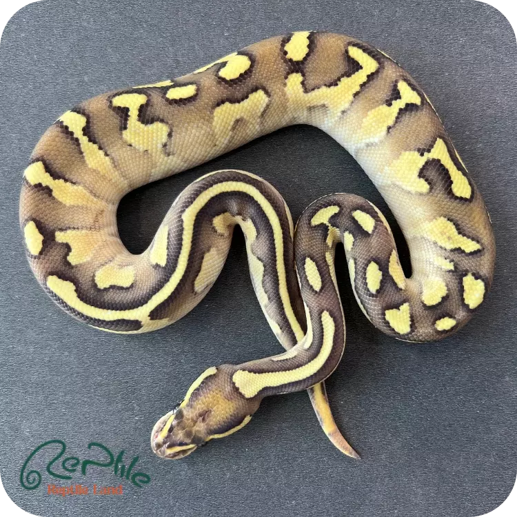 بال پیتون فایر پاستل لسر (Fire Pastel Lesser)