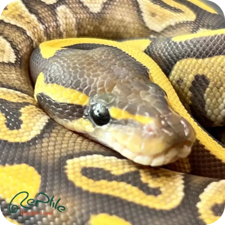 بال پیتون پاستل باتر(Pastel Butter)