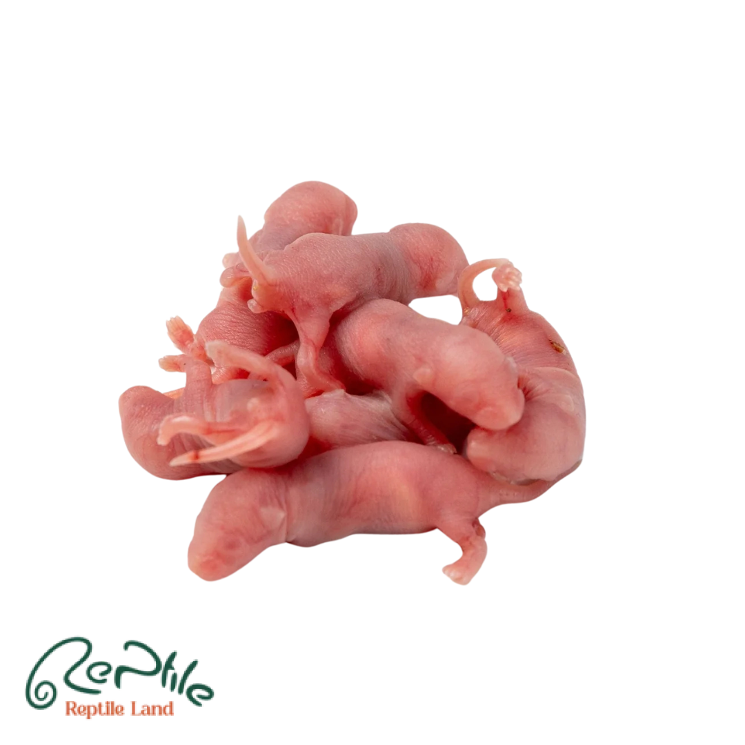 موش سوری پینکی 5 عددی (Pinky Frozen Mice)