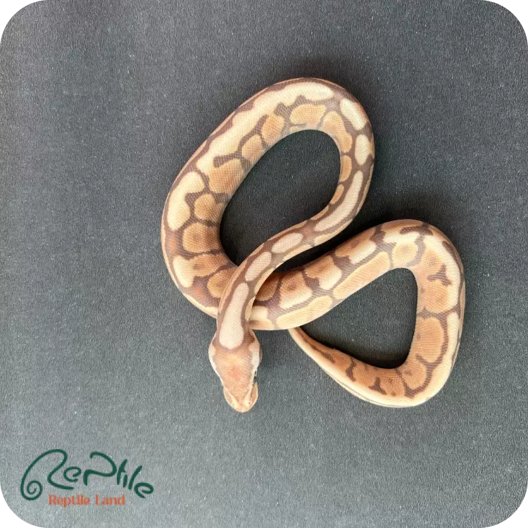 بال پیتون اولترامل اسپایدر سینامون (Ultramel Spider Cinnamon)