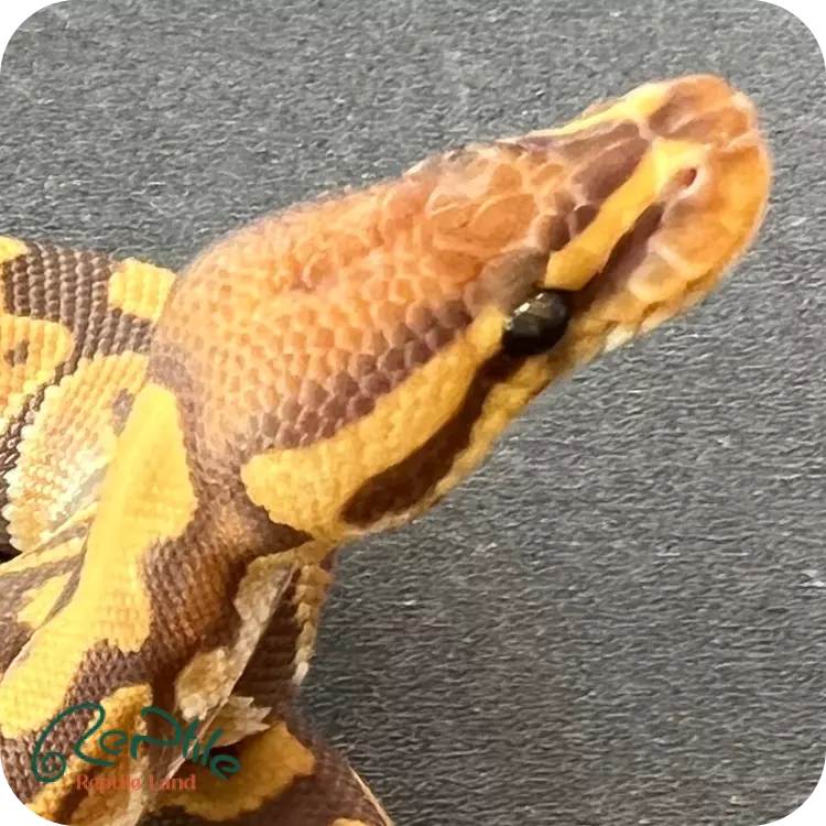 بال پیتون اولترامل (Ultramel)