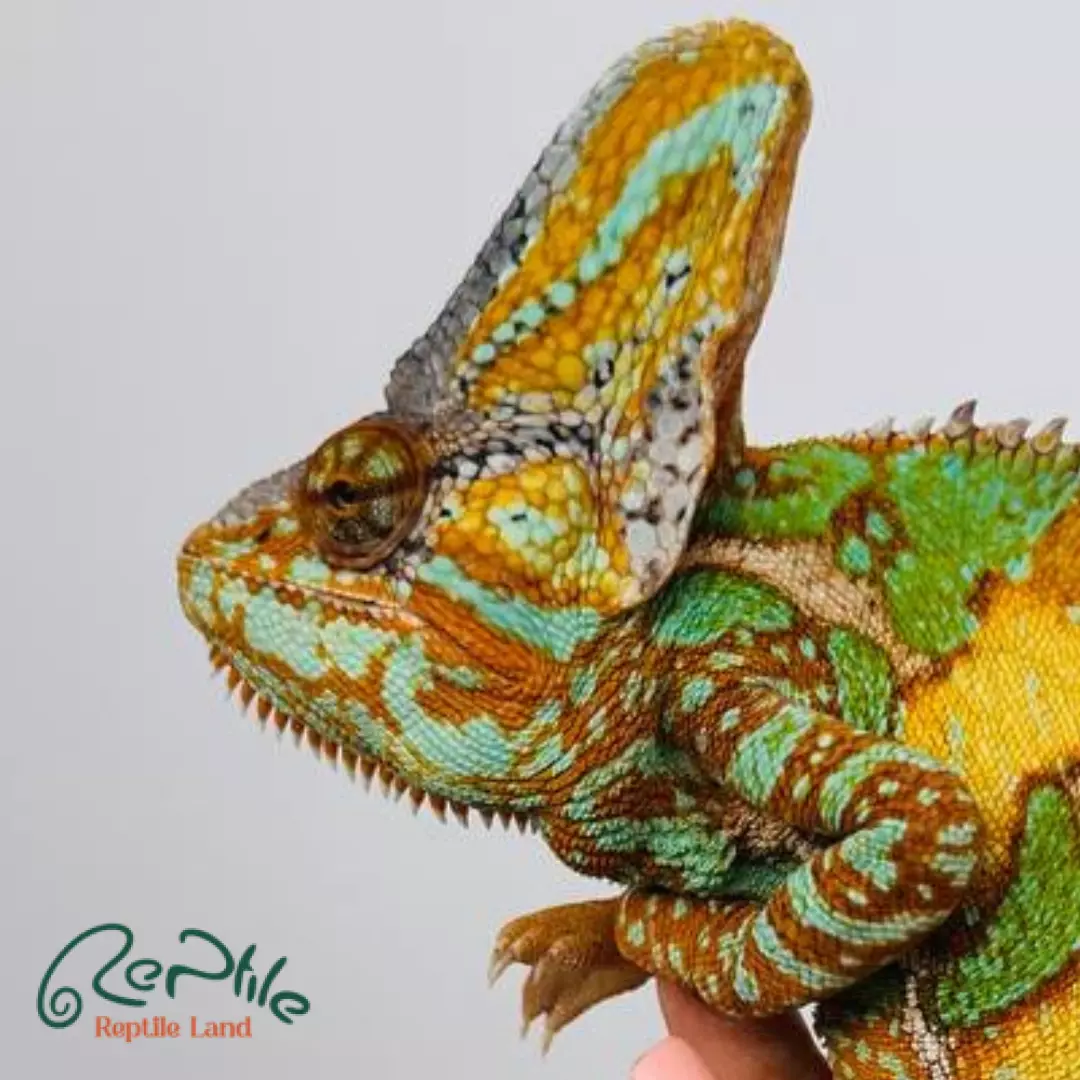 آفتاب پرست بالغ نر (Veiled Male Chameleon)