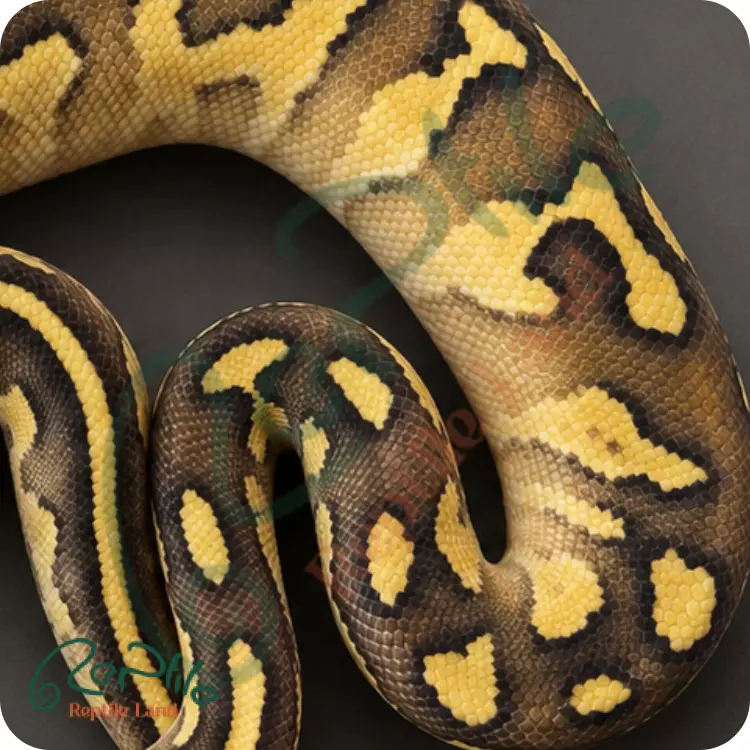بال پیتون فایر پاستل لسر(Fire Pastel Lesser)