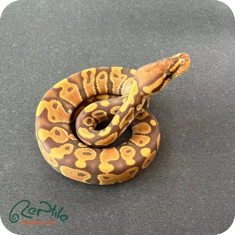 بال پیتون اولترامل (Ultramel)