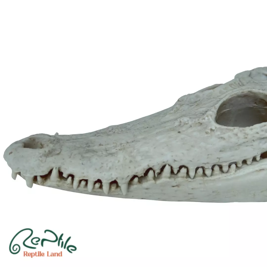جمجمه کروکودیل سیامی (Siamese Crocodile Skull)