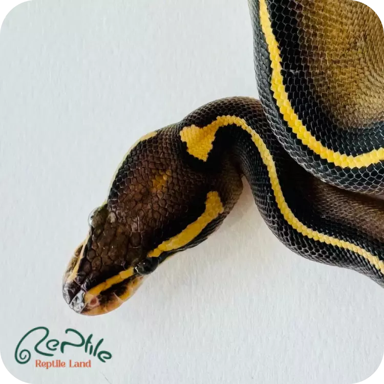 بال پیتون بلک پاستل فری وی (Black Pastel Freeway)