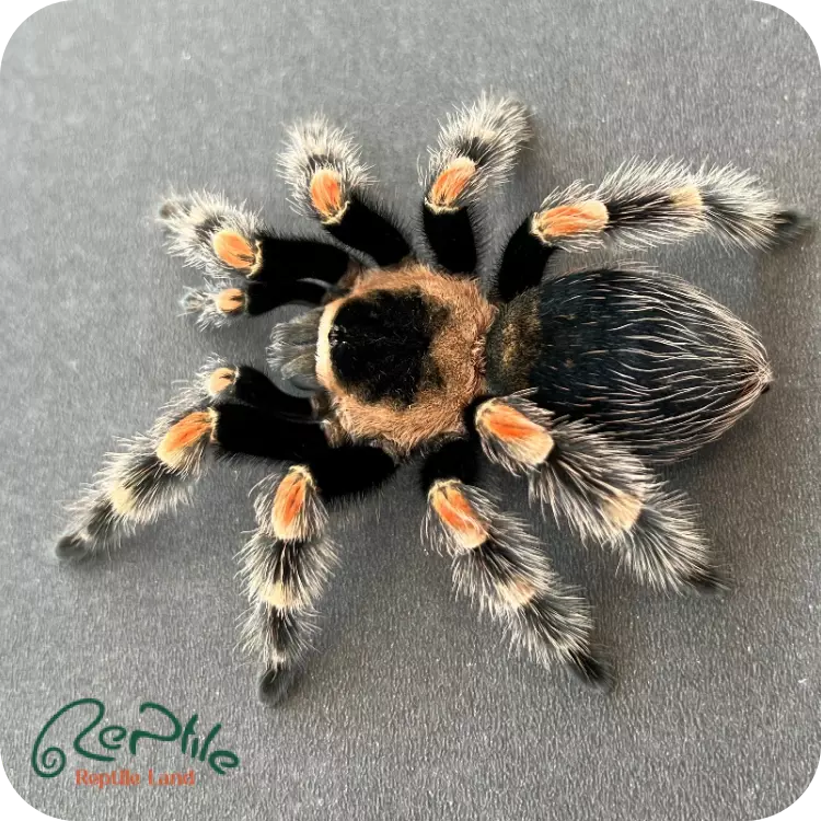  تارانتولا رد نی(Red Knee)