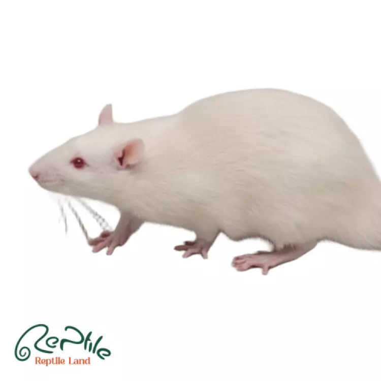  رت بالغ 5 عددی (Adult Frozen Rat)