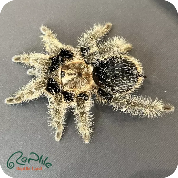  تارانتولا کرلی هیر (Curly Hair)