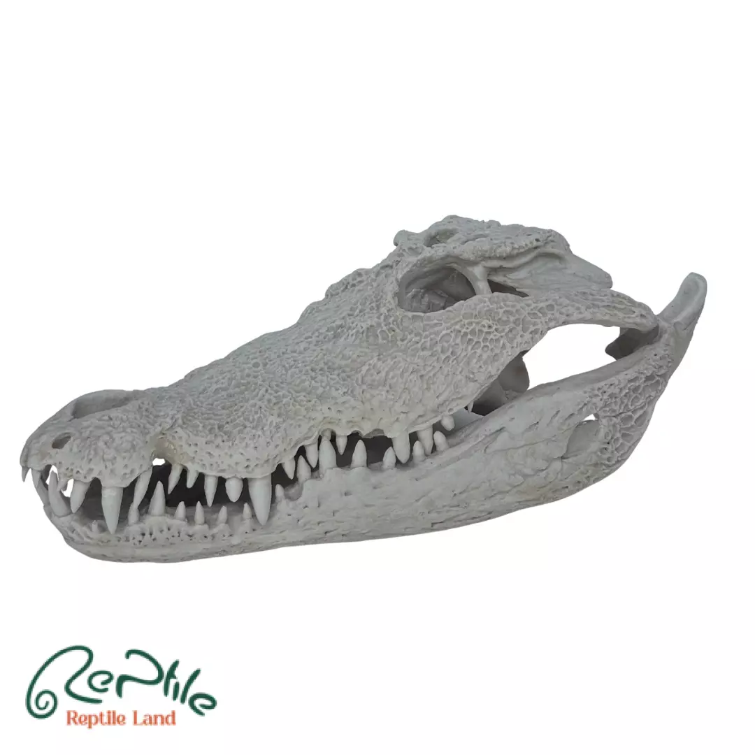 جمجمه کروکودیل گاندو (Gando Crocodile Skull)