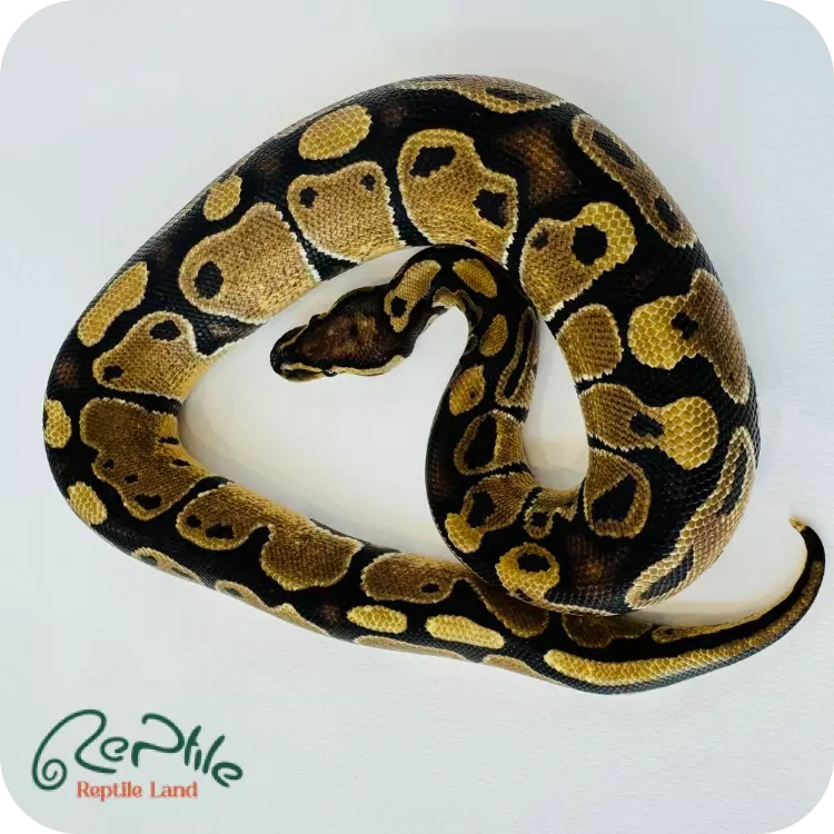 بال پیتون انچی آسفالت (Enchi YB/Asphalt)