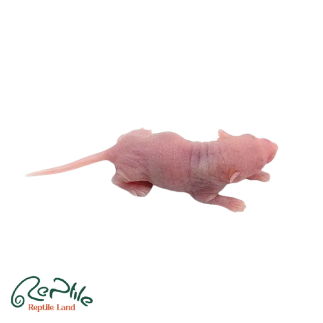 موش سوری پینکی 5 عددی (Pinky Frozen Mice)