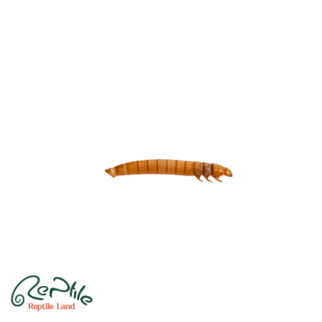 کرم سوپرورم پک 50 عددی