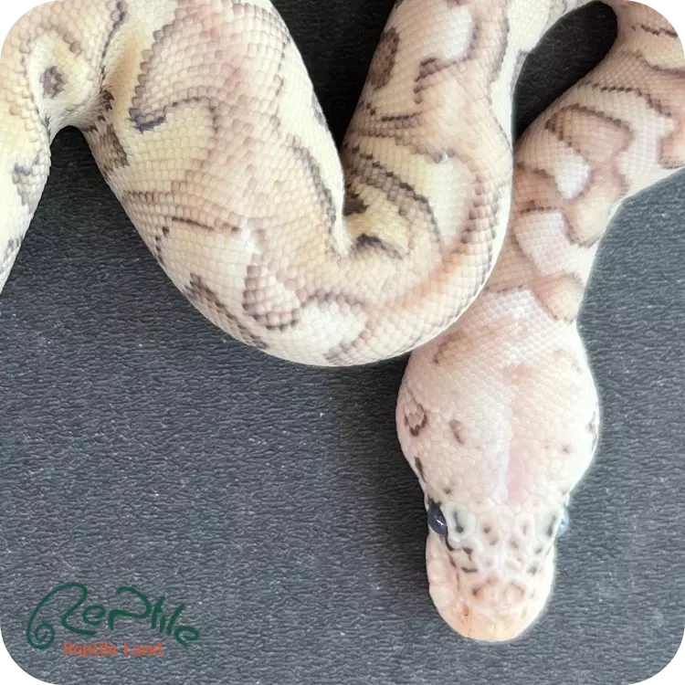 بال پیتون سوپر پاستل لسر (Super Pastel Lesser)