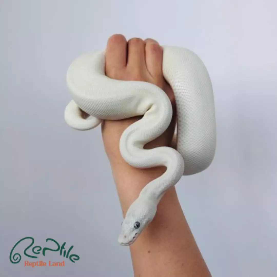 مار بال پیتون پاید آلبینو ( Albino Pied )