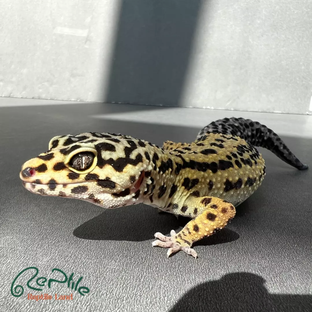  لئوپارد گکو بالغ (Leopard Gecko Adult)
