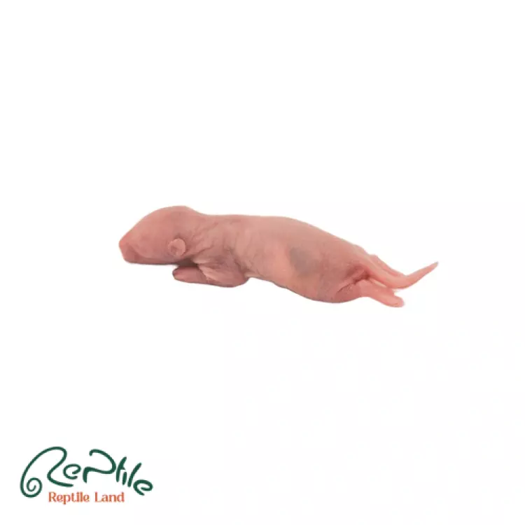 موش رت پینکی 5 عددی (Pinky Rat Frozen Mice)