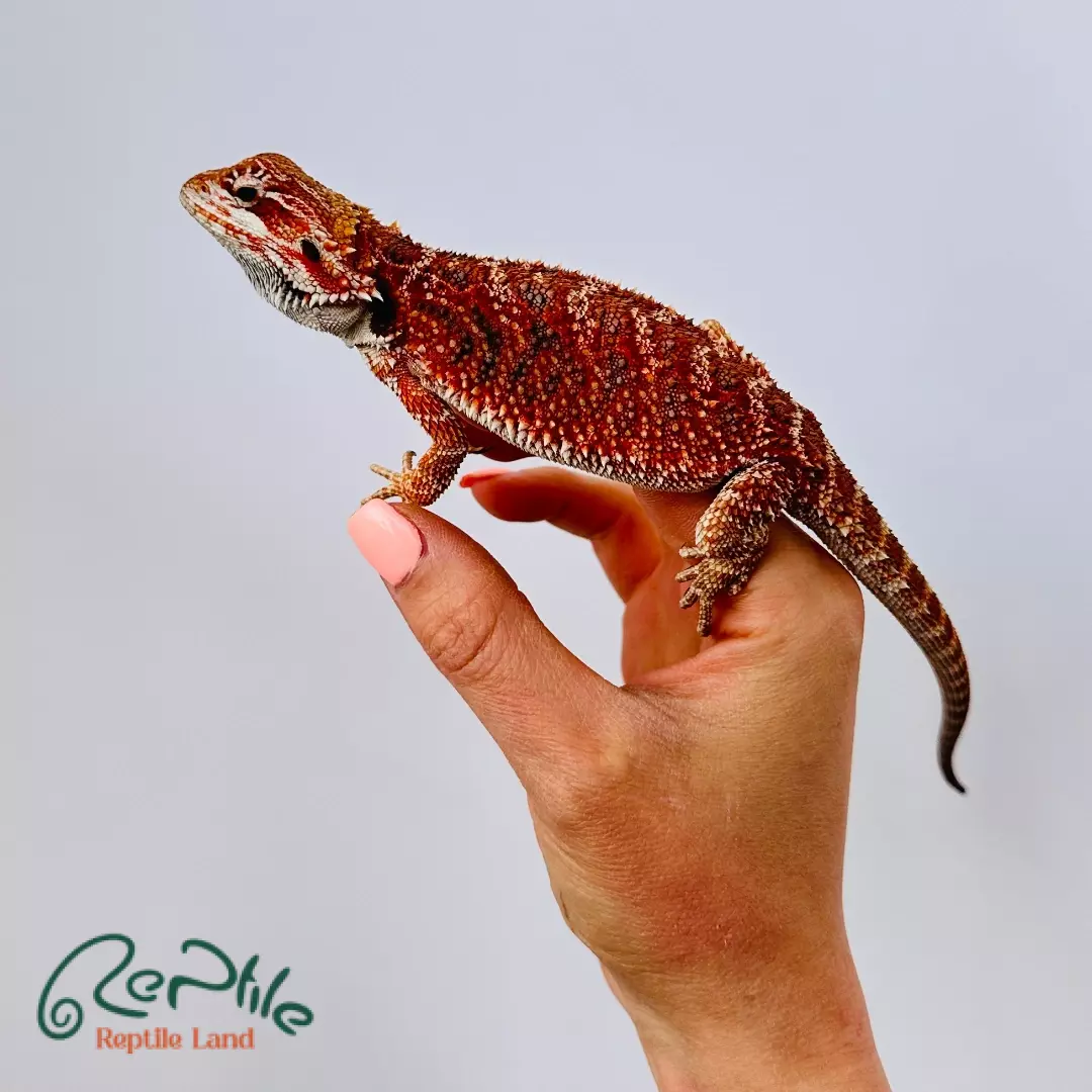 بیردد دراگون هایپو رد (Central Hypo Red)